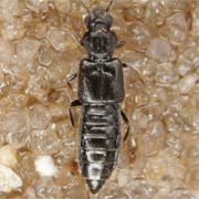 Carpelimus obesus (2.5–3 mm)