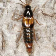 Carphacis striatus (5–6 mm)