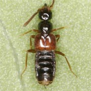 Cordalia obscura (2–2.8 mm)