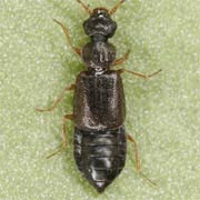 Coryphium angusticolle (2.8–3.2 mm)