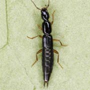 Cryptobium fracticorne (4.5–5.5 mm)