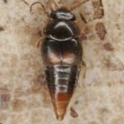 Cypha discoidea (1–1.4 mm)