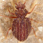 Dasycerus sulcatus (1.8–2.3 mm)