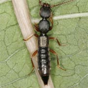 Domene scabricollis (6.5–7.6 mm)
