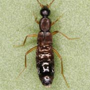 Drusilla canaliculata (4–4.5 mm)