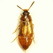 Eusphalerum signatum (3–3.7 mm)