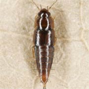 Habrocerus capillaricornis (2.5–3 mm)