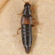 Haploglossa nidicola (2.5–3.2 mm)