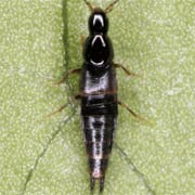 Heterothops dissimilis (3.8–4.5 mm)