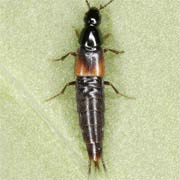 Heterothops stiglundbergi (4–5 mm)