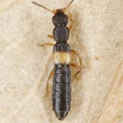 Hygronoma dimidiata (2.5–3 mm)