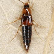 Ischnosoma splendidus (3.5–5 mm)