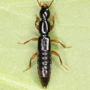 Lathrobium brunnipes (8–9.5 mm)