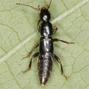 Lathrobium fovulum (6–6.5 mm)