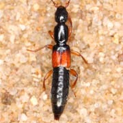 Lathrobium fulvipenne (7.5–9 mm)