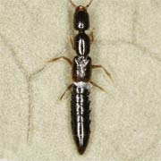 Leptacinus intermedius (3.5–4.5 mm)