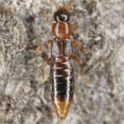 Leptusa ruficollis (2–2.3 mm)