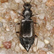 Lesteva longoelytrata (3.5–4.5 mm)