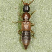 Lithocharis nigriceps (3.5–4 mm)