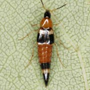 Lordithon lunulatus (5–6 mm)