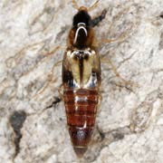 Lordithon trinotatus (4–6 mm)
