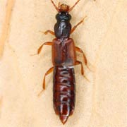 Manda mandibularis (6–8 mm)
