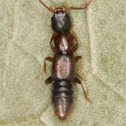 Medon fusculus (4–5 mm)