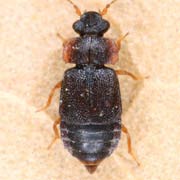 Megarthrus denticollis (2.5–2.8 mm)