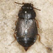 Megarthrus depressus (2.5–3 mm)