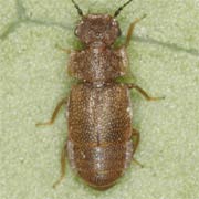 Metopsia clypeata (2.5–3 mm)