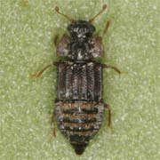 Micropeplus fulvus (2–2.3 mm)