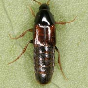 Mycetoporus longulus (4–5.5 mm)