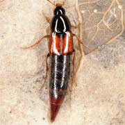 Mycetoporus nigricollis (4.5–6 mm)