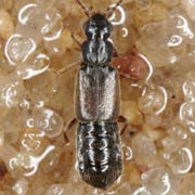 Ochthephilus omalinus (2.5–3 mm)