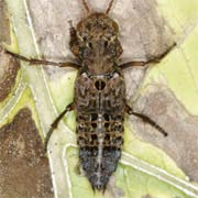 Ontholestes tessellatus (14–19 mm)