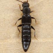 Pachnida nigella (2–2.5 mm)