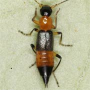 Paederus fuscipes (6.5–7 mm)