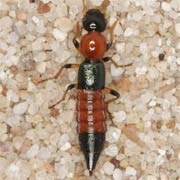 Paederus littoralis (7.5–8.5 mm)