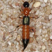 Paederus riparius (7.5–8 mm)