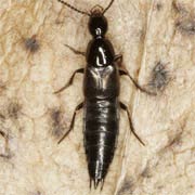 Philonthus atratus (7–9 mm)