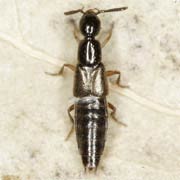Philonthus fimetarius (5.5–7 mm)