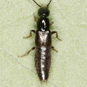 Philonthus nigriventris (5.5–7.5 mm)