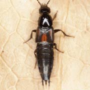 Philonthus sanguinolentus (7–8 mm)