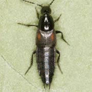 Philonthus varians (5.5–10 mm)