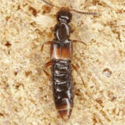 Phloeopora corticalis (2.3–3 mm)