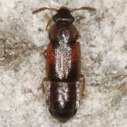 Phyllodrepa ioptera (2.5–3 mm)