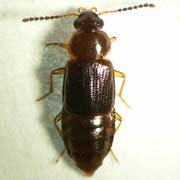 Phyllodrepoidea crenata (4.5–5 mm)