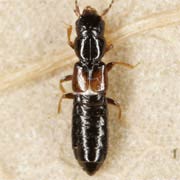 Platystethus nodifrons (2.5–3 mm)