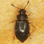 Proteinus brachypterus (1.5–2 mm)