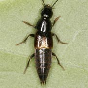 Quedius cinctus (7.5–8.5 mm)